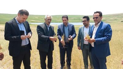 خسارت ۲۹ هزار میلیارد ریالی سرمازدگی و خشکسالی به کشاورزان هشترودی