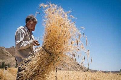 مطالبات گندم‌کاران در مسیر تسویه؛ وعده دولت برای پرداخت کامل تا ۱۰ روز آینده