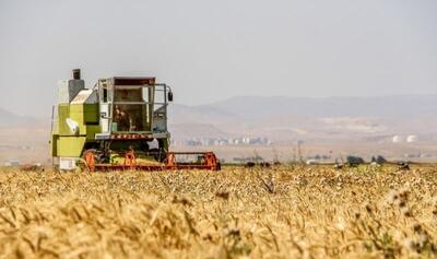 وعده ده روزه دولت برای تسویه با گندمکاران