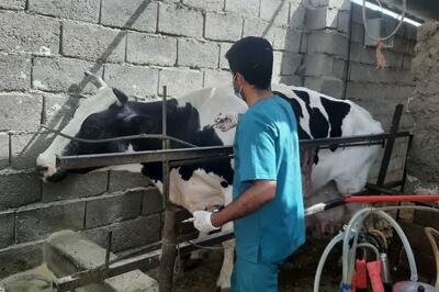 برزخ لبنیاتی‌های سنتی و کارخانه‌ای