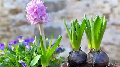 خواص درمانی گل‌های بهاری  از دید ابوعلی سینا + کاربردهای مفید شان