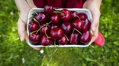 فواید باور نکردنی گیلاس روی مغز و کاهش استرس + طرز تهیه سوپ سرد آن