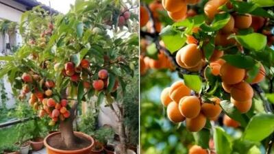 راهنمای جامع نگهداری و زمان مناسب برای کاشت هسته زردآلو
