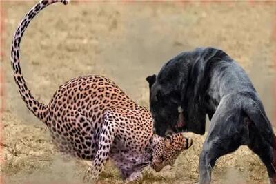 مستند حیات وحش / جدال انزجاری پلنگ ددمنش با سگ بدسگال برای نمایش قدرت