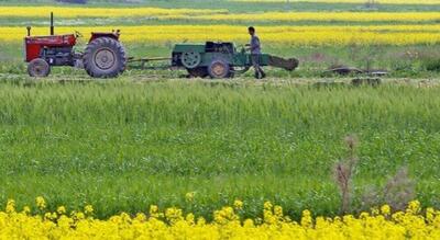 کشت کم آب و استراتژیک؛ نسخه ای برای پایداری کشاورزی
