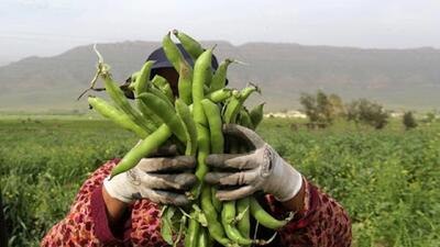 بهترین کود تقویتی برای باقلا با باردهی بیشتر
