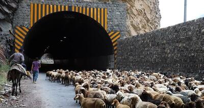 کندوان در قرق عشایر است/ انسداد جاده کندوان برای عبور احشام