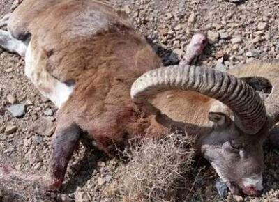 لاشه یک راس قوچ وحشی در تایباد کشف شد