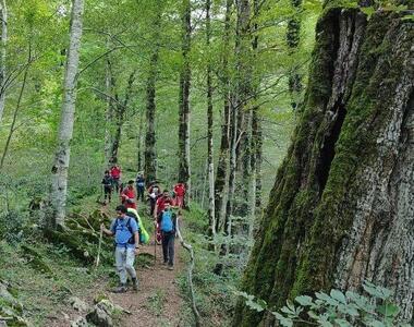 پیدا شدن ۸ کوهنورد گمشده در جنگل‌های رودبار