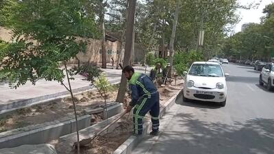 اجرای اصلاح الگوی کاشت فضای سبز خیابان کوهسنگی در مشهد