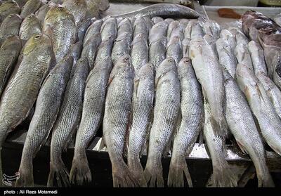 پیشرفت 60 درصدی بازارچه ماهی خرم‌آباد؛ فاز دوم در مسیر توسعه - تسنیم