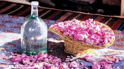 آغاز گلاب‌گیری در فیروزکوه + فیلم