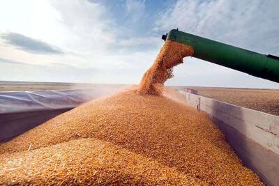 ۱۴ هزار تُن گندم در اصفهان خرید تضمینی شد