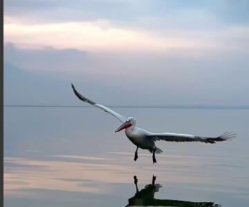 فرود زیباى پلیکان بر روی آب