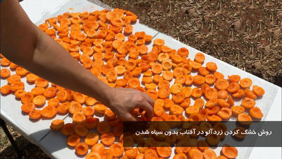روش خشک کردن زردآلو در آفتاب بدون سیاه شدن | طرز تهیه برگه زردآلو (قیسی) خانگی