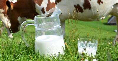 تب مالت در کمین مصرف‌کنندگان لبنیات محلی غیر پاستوریزه