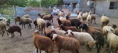 قیمت دام زنده امروز ۱۹ خرداد ۱۴۰۴ / قیمت گوسفند و گوساله چند شد؟ + جدول