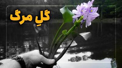فیلم/ این گل‌ها نیزار را هم خشک می‌کند!