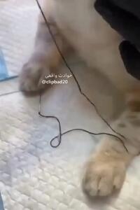 فیلم نجات گربه پس از بلع نخ و سوزن