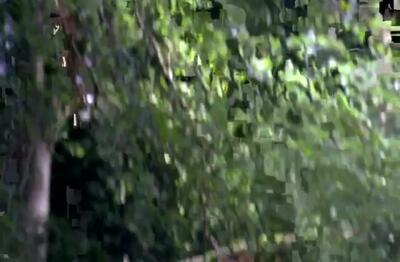 فیلم جهش جوجه اردک‌ها از لانه با راهنمایی مادر