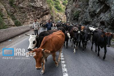 تصاویر: «جاده چالوس»؛ گذرگاه بهاری عشایر