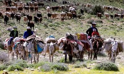 آغاز کوچ بهاره به مناطق ییلاقی آذربایجان‌ شرقی