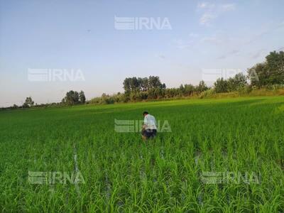 تحقق افزایش ۱۳هزار هکتاری سطح کشت برنجکاری در مازندران