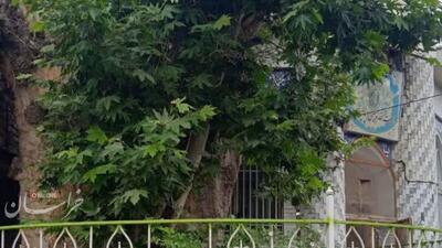 ثبت درخت کهنسال شاندیز در فهرست میراث طبیعی کشور