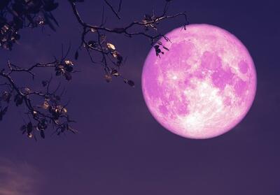 پاسخ علمی به شایعات درباره   ماه توت‌فرنگی   - تسنیم