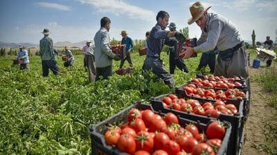 کشت صیفی جات در ۲ هزار هکتار از اراضی شهرستان کوثر