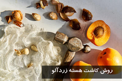 روش کاشت هسته زردآلو در گلدان یا در باغچه خانه و نحوه نگهداری از آن
