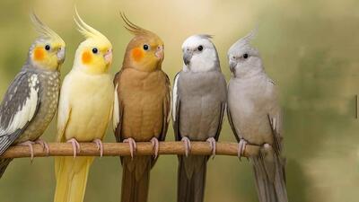 کدوم نژاد عروس هلندی از همه بهتره ؟