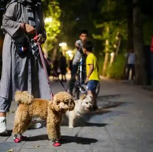 برخورد قانونی با سگ‌گردانی بدون کنترل در زرند آغاز شد