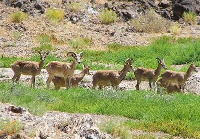 گنجینه تنوع زیستی ایران در آستانه تهدید جدی محیط‌زیستی - تسنیم