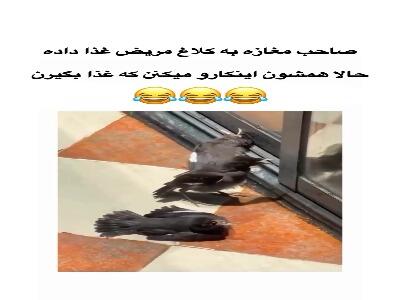 موش مردگیِ کلاغ ها برای دریافت غذا