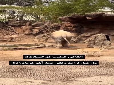 نجات آهو توسط فیل مهربان