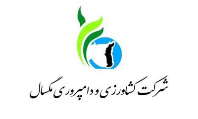 کشاورزی و دامپروری مگسال زیر ذره‌بین