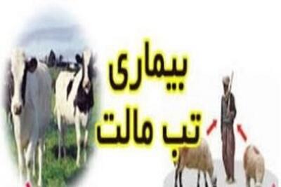 دوره نهفتگی تب مالت بین یک هفته تا ۶ ماه است