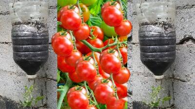 نحوه پرورش گوجه فرنگی وارونه به روشی سریع و آسان