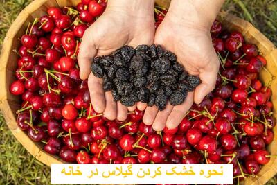 نحوه خشک کردن گیلاس در خانه با آفتاب و فر به ساده ترین روش