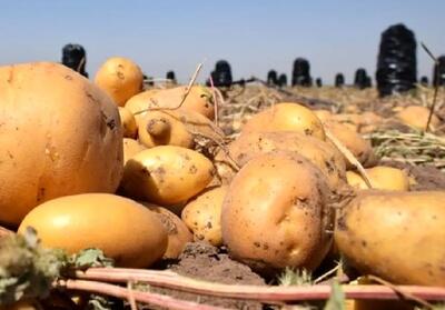 قیمت سیب‌زمینی نصف شد/ افزایش عرضه میوه در طول درگیری اخیر