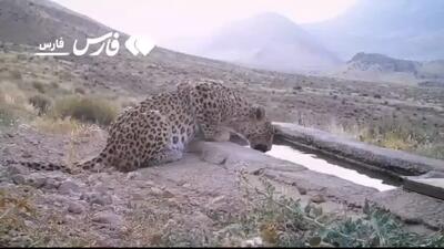 جست‌وخیز پلنگ ایرانی و ۲ توله‌اش در پارک ملی بموی استان فارس