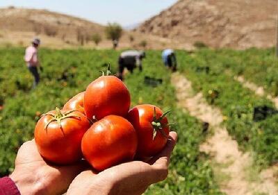 برداشت گوجه از مزارع طارم آغاز شد
