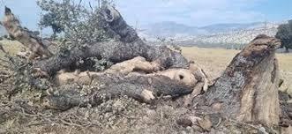 دستگیری متخلف قطع ۲۰ اصله درخت چنار در تنگ سریز بویراحمد