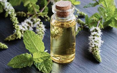 خواص نعناع؛ بررسی علمی و سنتی یکی از پرکاربردترین گیاهان دارویی | رویداد24