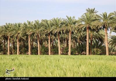 آغاز برداشت محصول نخیلات استان بوشهر از نیمه دوم تیرماه - تسنیم