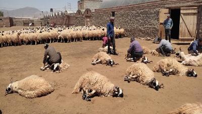 پیش بینی جمع آوری ۸۰۰ تن پشم در مرند