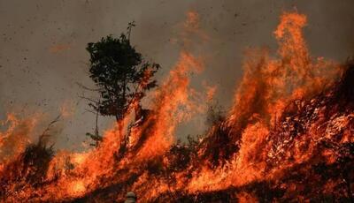 باز هم سهل انگاری و وقوع آتش سوزی در جنگل های ایلام