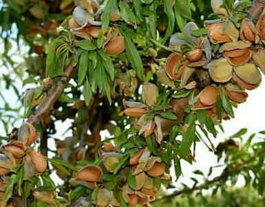 بادام چهارمحال و بختیاری، گنج سبز ایران