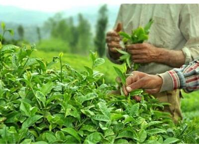خوش‌بینی صادرکنندگان چای هند به بازار بزرگ ایران - اکونیوز